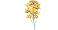Eftychia’s Home
